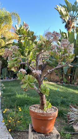 Bonsai Jade Plant