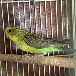 Bird cage