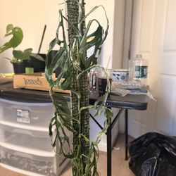 🌿 Rare Collector Plant — Monstera Adansonii Indonesia Mint Variegated 🌿