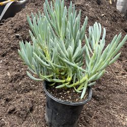 Blue Chalkstick 1 Gallon Succulent Plant