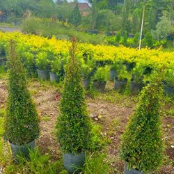 Eugenia Topiary Cone Shape 7gallon 🌳 $55.00 