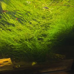 Aquarium Christmas Moss