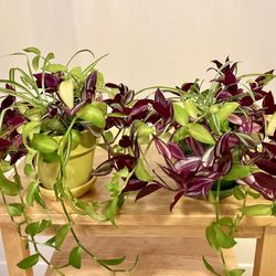 Plant Trio in Ceramic Pot. Sammamish, Beaver Lake