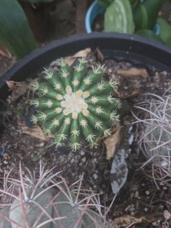 Cactus barril espinas cortas