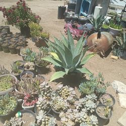 Plants For 10 And Up