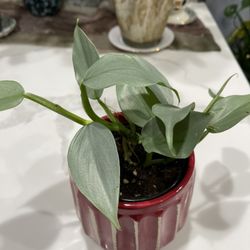 Philodendron Silver Sword In 4  Inches Pot With Ceramic Planter