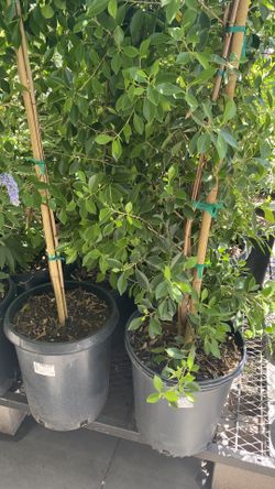 Quote On A Ficus Nitada Planted