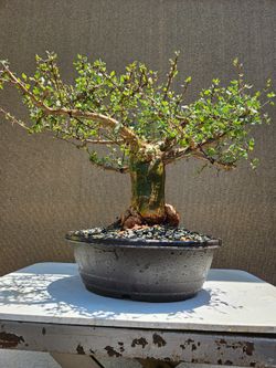 Old Bursera Fagaroides ( Torchwood Copal ) Bonsai Tree