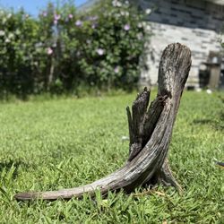 Driftwood For Aquarium 
