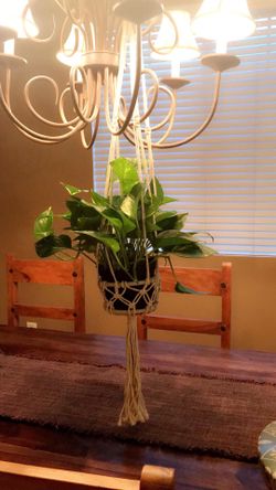 Macrame Plant Holder (Small)