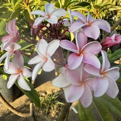 Plumeria