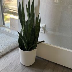 Large Snake plant in white planter