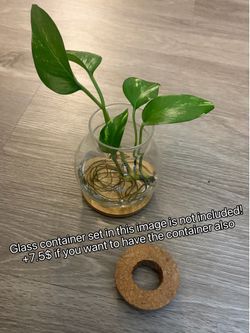 Epipremnum aureum(water based)