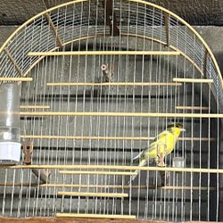 Brazilian wood cages