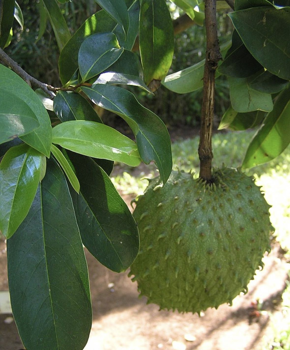 Soursop (Guanabana),Graviola, Paw-paw, Sirsak, Prickly Custard, Annona Muricata