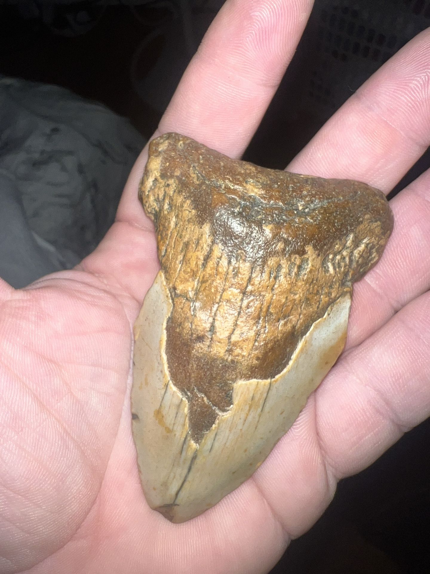 Real Megalodon Tooth (Prehistoric Fossil)