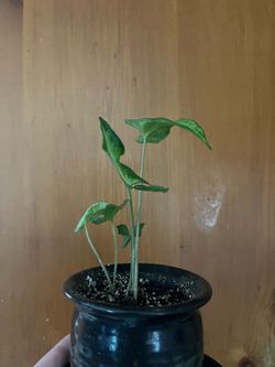 Small ceramic pot with houseplant