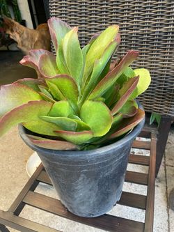 Succulent