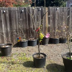 Fruit Tree - Plum (4 Varieties)