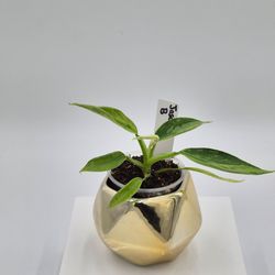 Philodendron Jose Bueno