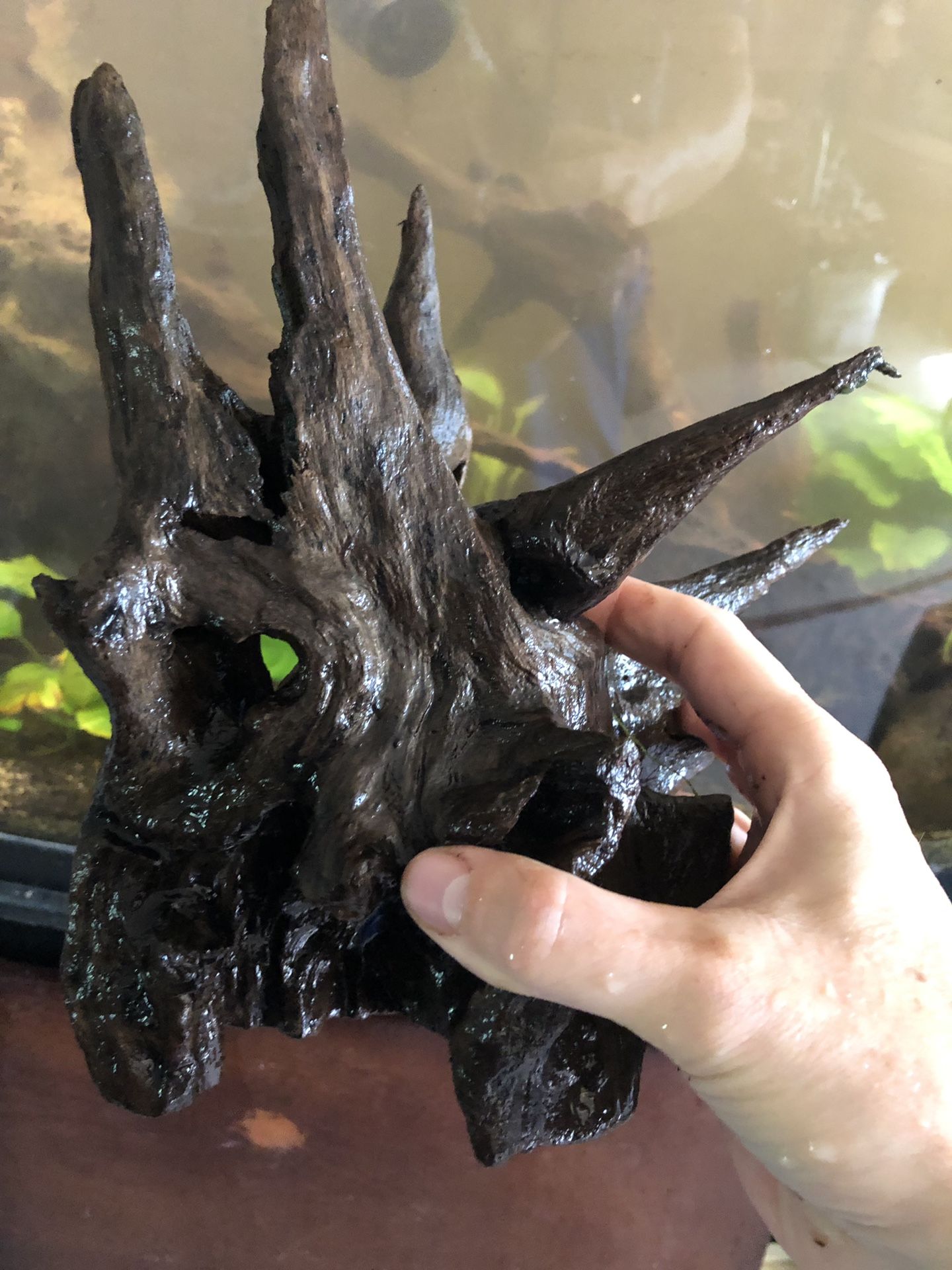 Natural Root Wood for Freshwater Aquarium