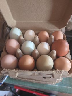 Fresh Eggs