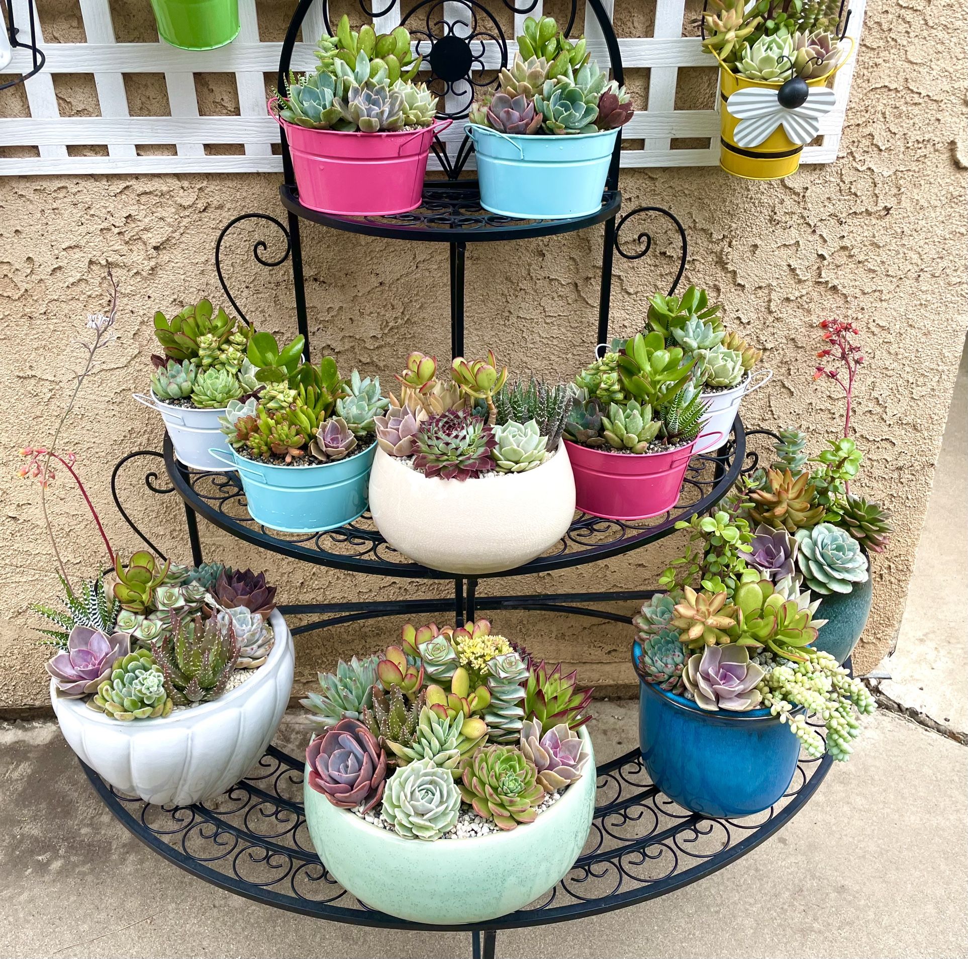 Succulent Plants, Arrangements, Centerpieces, Hanging Baskets in COVINA