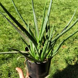 Large Aloe Vera House Plant