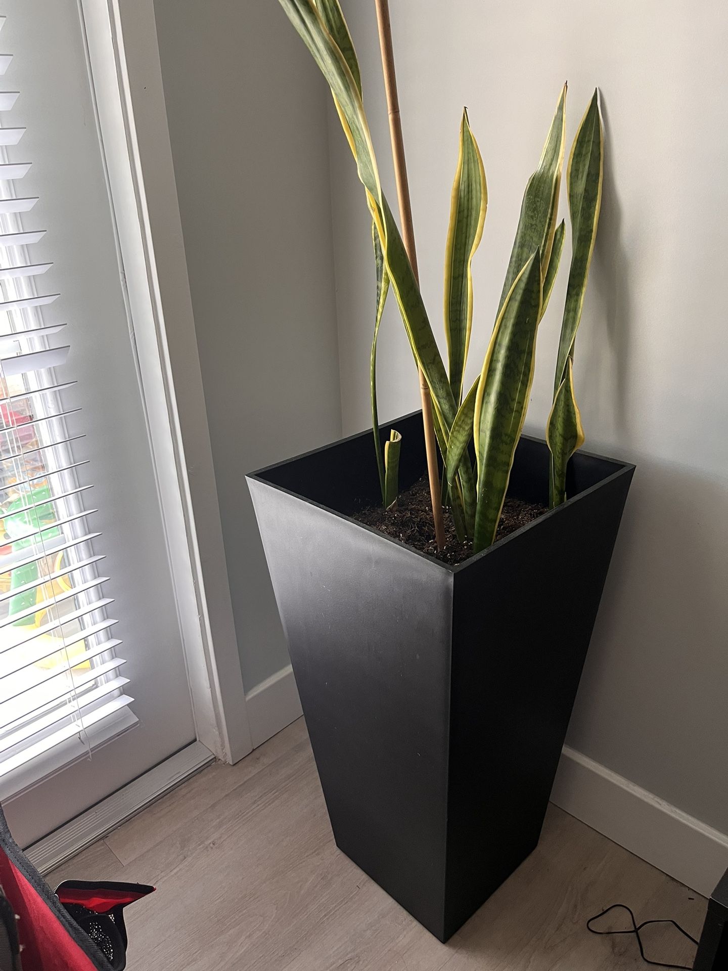 Large Real Snake Plant And Pot 