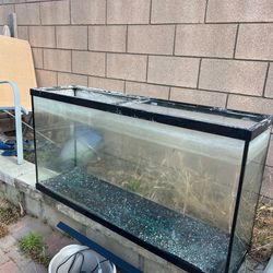 55 gallon tank