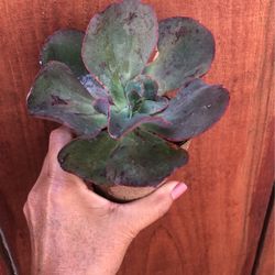 Rare Korean Echiverias 