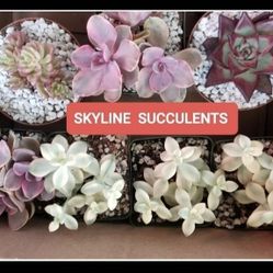 PLANT AND SUCCULENT SALE THIS WEEK  IN SAN LORENZO