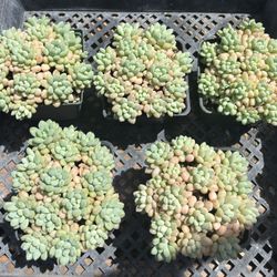 Cavair  Import $18ea