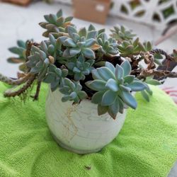 Succulents In White