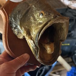 Large Mouth Fish Mounted