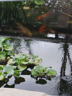 Koi pond plants