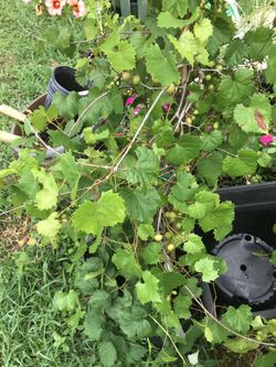 Grape tree with full grape.