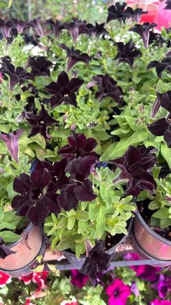 Petunias