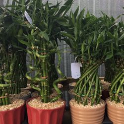 Lucky Bamboo In Ceramic Pot. SPECIAL PRICE !! 🤩