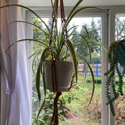 Bee Pots With Macrame Hanging Basket