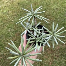 Senecio Scaposus (Silver Coral)