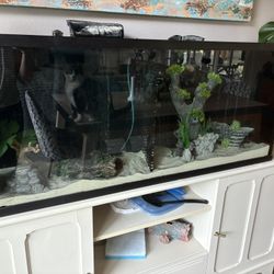 55 Gallon Tank EVERYTHING Included