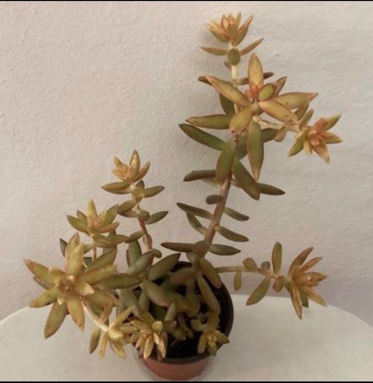 Cute Succulent