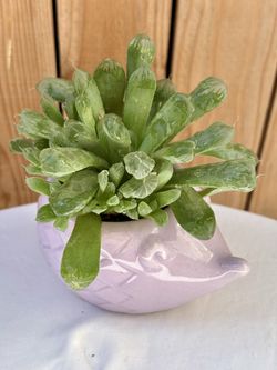 Beautiful Haworthia