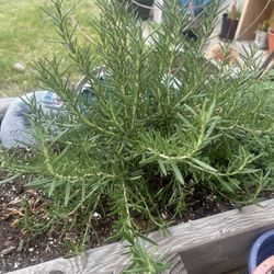 Rosemary 🪴 