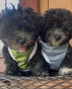 Puppy clothes