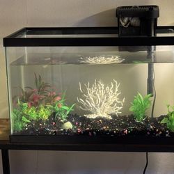 10 Gallon Fish Tank