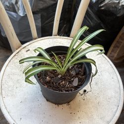 Spider Plant 