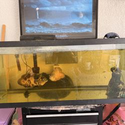 100 Gallon Tank 