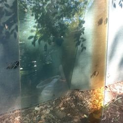 64 Impala Original Windshield 